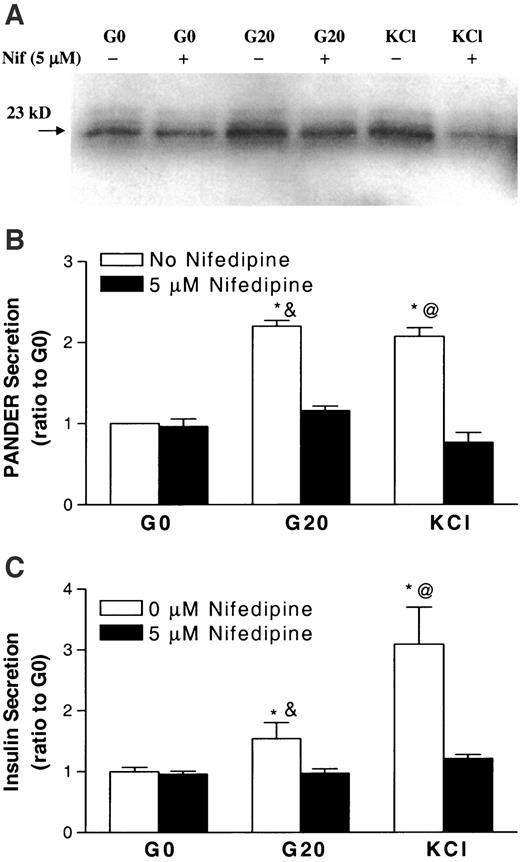 FIG. 3. Nifedipine blocked glucose- and KCl-induced PANDER and insulin secretion in β-TC3 cells. The cells were incubated in 2 ml KRBB with no glucose (G0), G0 + 5 μmol/l nifedipine, 20 mmol/l glucose (G20), G20 + 5 μmol/l nifedipine, 30 mmol/l KCl, and 30 mmol/l KCl + 5 μmol/l nifedipine for 4 h. Western blot was performed as described. A: Representative Western blot of secreted PANDER. B: Quantification of A with data normalized to G0 value. C: Insulin secretion (from A) normalized to G0 value, which was 174 ± 14 ng insulin/well. Data were collected from at least five independent experiments. *P < 0.05 vs. G0, &P < 0.05 vs. G20 + nifedipine, @P < 0.05 vs. KCl + nifedipine.