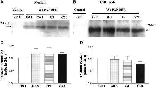FIG. 4. Glucose failed to stimulate PANDER secretion in β-TC3 cells. The cells were stimulated in 2 ml RPMI-1640 (1% FBS) containing 0.1 mmol/l glucose (G0.1), 0.5 mmol/l glucose (G0.5), 3 mmol/l glucose (G3), and 20 mmol/l glucose (G20) for 24 h. Western blot was performed as described. A: Representative Western blot of secreted PANDER. B: Representative Western blot of PANDER content. C: Quantification of A with data normalized to G0.1 level. D: Quantification of B with data normalized to G0.1 level. The data were collected from at least three independent experiments. There was no significant difference among the four groups.