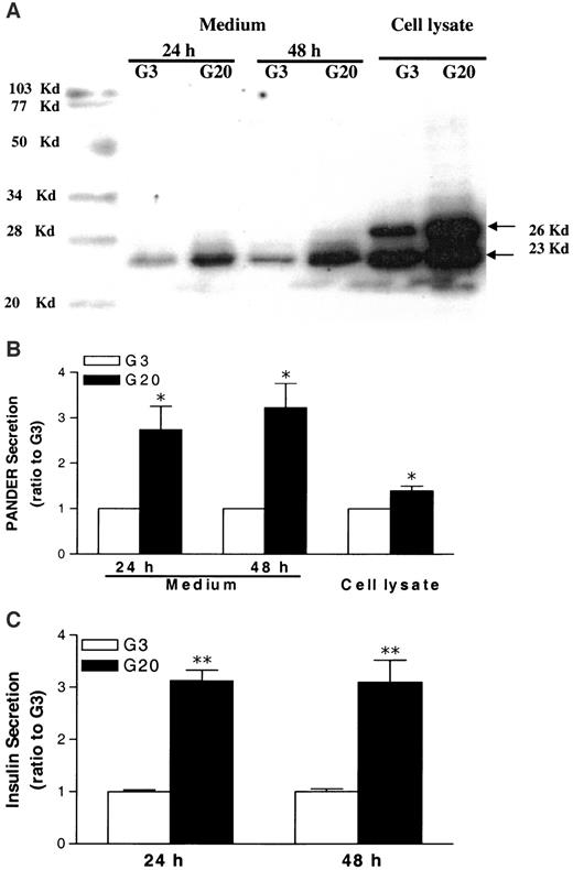 FIG. 5. Glucose-stimulated PANDER secretion in primary islet cells. Batches of 100 islets were cultured in 2 ml RPMI-1640 (1% FBS) containing 3 mmol/l glucose (G3) or 20 mmol/l glucose (G20) for 48 h. At the 24-h point, 200 μl medium was collected from culture condition. At 48 h, the medium was collected and islets lysed as described in research design and methods, and Western blot was performed as described. A: Representative Western blot of secreted PANDER. B: Quantification of A with all data normalized to G3 value at each time-point. C: Insulin secretion (from panel A) normalized to G3 value at each time-point (1,530 ± 100 ng insulin/well after 24 h and 2,770 ± 340 ng insulin/well after 48 h culture, respectively). Data were collected from four independent experiments. *P < 0.05, **P < 0.01 vs. corresponding control G3 value.