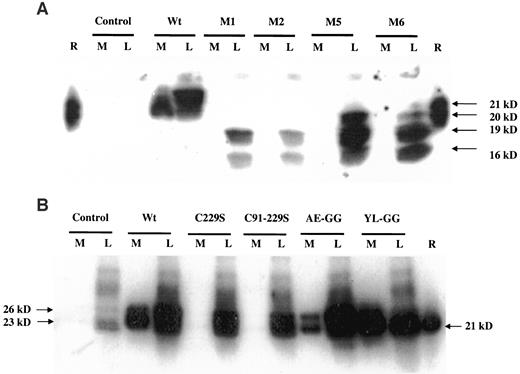 FIG. 6. Structure and conformation is vital for PANDER secretion in β-TC3 cells. The cells were transfected with mutant or wild-type PANDERs and secretion was assessed at 3 mmol/l glucose using the 24-h incubation protocol. A: Representative Western blot of PANDER secretion of truncated-PANDERs. B: Representative Western blot gel of PANDER secretion of single-mutant PANDERs. AE-GG, A29E30-G29G30 PANDER; C229S, C229S PANDER; C91–229S, C91–229S PANDER; Control, pShuttle vehicle; L, cell lysate; M, medium; M1, M1-PANDER; M2, M2-PANDER; M5, M5-PANDER; M6, M6-PANDER; R, recombinant PANDER; Wt, wild-type PANDER; and YL-GG, Y26L27-G26G27 PANDER. Results from at least three independent experiments are shown.