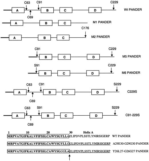 FIG. 7. Mutant PANDERs. The signal peptide of wild-type PANDER is shown in bold, while the four helices are indicated by the letters A, B, C, and D. C63, C69, C91, and C229 are the four cysteines in wild-type PANDER. The arrow indicates the cleavage site between the signal peptide and helix A. M, mutant, Wt, wild type.