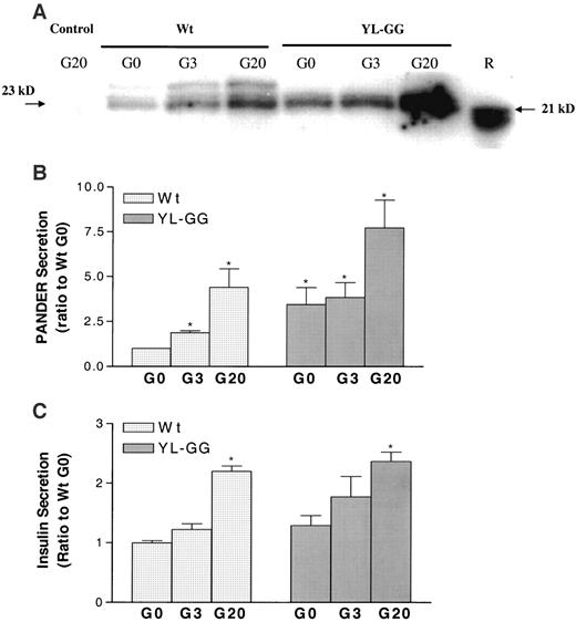 FIG. 8. Glucose-stimulated PANDER secretion in INS-1 cells. The cells were stimulated in 2 ml KRBB containing no glucose (G0), 3 mmol/l glucose (G3), and 20 mmol/l glucose (G20) for 4 h. Western blot was performed as described in research design and methods. A: Representative Western blot of secreted PANDER. B: Quantification of secreted PANDER with data normalized to the wild-type G0 value. C: Insulin secretion (from panel A) normalized to the wild-type G0 value, which was 79 ± 5 ng insulin/well. R, recombinant PANDER; Wt, wild-type PANDER; YL-GG, YL-GG PANDER. The data were collected from at least four independent experiments. *P < 0.05 vs. control wild-type G0.