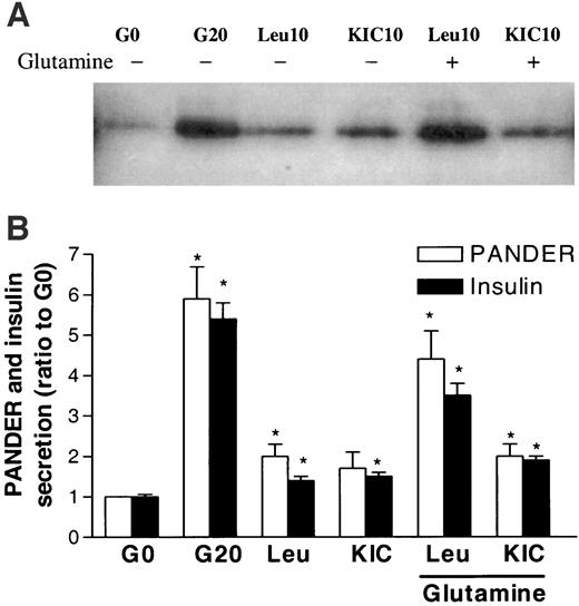 FIG. 9. Effects of leucine and KIC on PANDER secretion in INS-1 cells. The cells were stimulated in 2 ml KRBB with no glucose (G0), 20 mmol/l glucose (G20), 10 mmol/l leucine (Leu10), 10 mmol/l α-ketoisocaproic acid (KIC10), Leu10 + 4 mmol/l glutamine, and KIC10 + 4 mmol/l glutamine for 4 h. Western blot was performed as described in research design and methods. A: Representative Western blot of secreted PANDER. B: Quantification of secreted PANDER and insulin secretion (from A) with data normalized to the G0 value, which was 41 ± 3 ng insulin/well. The data were collected from at least four independent experiments. *P < 0.05 vs. control G0.