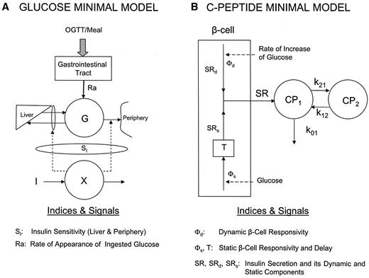 FIG. 2. A: Glucose oral minimal model with its key indexes and signals: insulin sensitivity (Si) and rate of appearance of ingested glucose (Ra); I, plasma insulin concentration; X, insulin action. B: C-peptide oral minimal model with its key indexes and signals: dynamic (Φd) and static (Φs) β-cell responsivity, delay of provision of new insulin (T), and insulin secretion (SR) with its dynamic (SRd) and static (SRs) components.