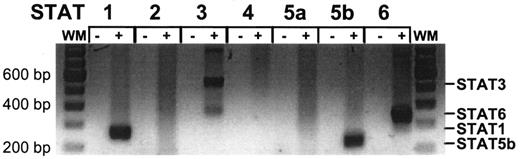 FIG. 1. Expression of mRNAs of STAT1, STAT3, STAT5b, and STAT6 isoforms in INS-1 β-cells. RT-PCR in INS-1 β-cells for STAT1 to STAT6. WM, molecular weight marker; −, reverse transcription reaction without reverse transcriptase (control for DNA contamination).