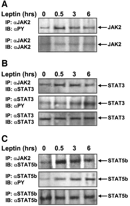 FIG. 2. Leptin-mediated phosphorylation of STAT3 and STAT5b by JAK2 in INS-1 β-cells. Immunoprecipitation (IP)-Western blot (IB) analysis of INS-1 whole-cell extracts after stimulation with 10 nmol/l leptin. A: Immunoprecipitation with JAK2 antiserum (αJAK2) and Western blot detection with anti-phosphotyrosine (αPY) antibody (top panel) or αJAK2 (loading control; bottom panel). B: Immunoprecipitation with αJAK2 and Western blot detection with STAT3 antiserum (αSTAT3) (top panel). Immunoprecipitation with αSTAT3 and Western blot detection with anti-phosphotyrosine (middle panel) or αSTAT3 (loading control; bottom panel). C: Immunoprecipitation with αJAK2 and Western blot detection with STAT5b antiserum (αSTAT5b) (top panel). Immunoprecipitation with αSTAT5b and Western blot detection with anti-phosphotyrosine (middle panel) or αSTAT5b (loading control; lower panel).