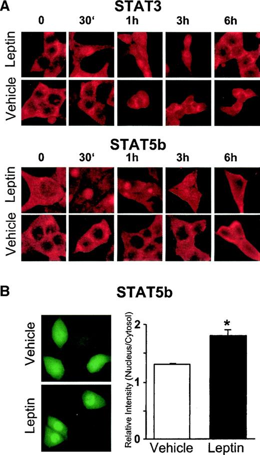 FIG. 3. Leptin-induced nuclear translocation of STAT3 and STAT5b in INS-1 cells. A: Serum-deprived INS-1 cells were stimulated with leptin (10 ng/ml) or vehicle. STAT3 and STAT5b proteins were detected by fluorescence immuncytochemistry with primary antisera for STAT3 or STAT5b and fluorescent secondary antiserum coupled to indocarbocyanide. B: Fluorescence microscopy of INS-1 cells stably transfected with vectors coding for a STAT5b-GFP fusion protein and stimulation with leptin (10 ng/ml) or vehicle for 15 min (representative sections; left). Relative fluorescence intensity of cytosols and nuclei was quantified in 200 cells each (right). The values represent the results of four independent experiments ± SE. *P < 0.05.