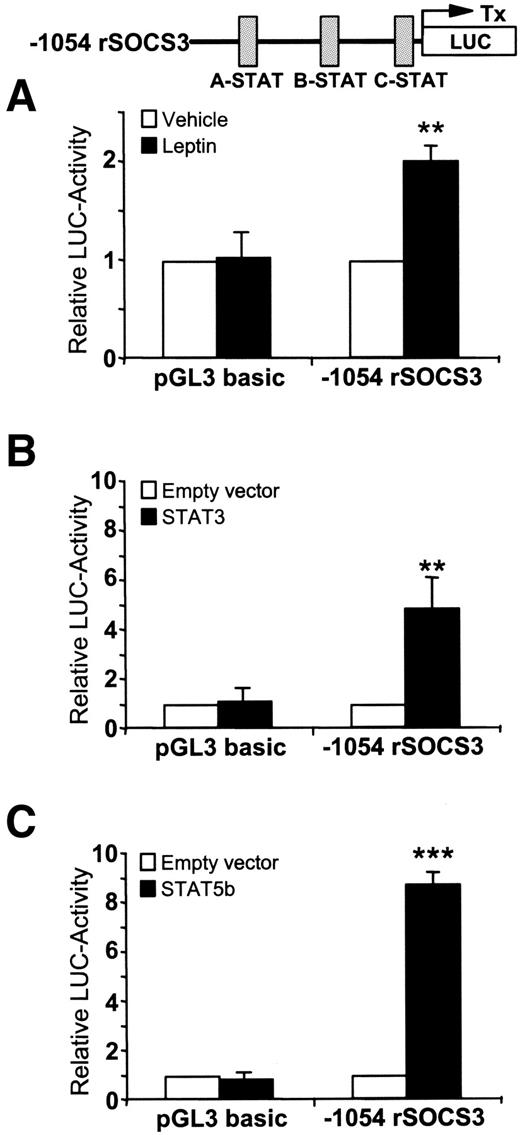 FIG. 6. Leptin, STAT3, and STAT5b transactivation of the rat SOCS3 promoter in INS-1 cells. Luciferase reporter gene assay in INS-1 β-cells. A: Treatment of INS-1 cells transiently transfected with the luciferase reporter gene under the control of −1,054 bp of the rat SOCS3 promoter or the empty vector pGL3 basic with leptin (10 ng/ml) or vehicle for 12 h. B: Cotransfection of the empty vector or STAT3 expression vector with −1054rSOCS3 or pGL3 basic. C: Cotransfection of the empty vector or STAT5b expression vector with −1054rSOCS3 or pGL3 basic. The rSOCS3 promoter contains three putative STAT binding sites (A-STAT, B-STAT, and C-STAT; top panel). The values represent the results of eight to nine independent experiments each ± SD. **P < 0.01; ***P < 0.001.