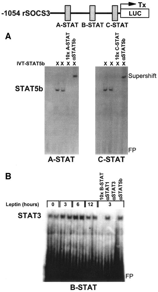 FIG. 7. DNA binding of STAT3 and STAT5b to specific STAT response elements in the rat SOCS3 promoter. Electrophoretic mobility shift assay with oligonucleotides comprising putative STAT-binding sites within the rSOCS3 promoter (A-STAT, B-STAT, and C-STAT). A: In vitro–translated STAT5b (IVT-STAT5b) protein was incubated with A-STAT and C-STAT. Competition with a 10-fold excess of unlabeled oligonucleotide (10× A-STAT and 10× B-STAT) and supershift with antiserum for STAT5b (αSTAT5b). B: Nuclear extracts of INS-1 cells treated with 10 ng/ml leptin were incubated with B-STAT. Competition with a 10-fold excess of unlabeled oligonucleotide (10× B-STAT) and supershift with antisera for STAT1 (αSTAT1), STAT3 (αSTAT3), and STAT5b (αSTAT5b). FP, free probe.