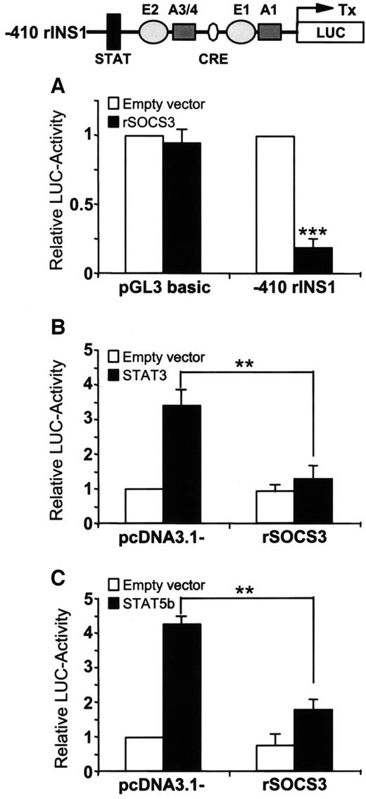 FIG. 8. Inhibition of basal and STAT3- and STAT5b-dependent transactivation of the rINS-1 promoter by SOCS3. Luciferase reporter gene assays in INS-1 β-cells. A: Cotransfection of the empty vector or rSOCS3 expression vector with the luciferase reporter gene −410rINS1pGL3 or pGL3 basic. B: Cotransfection of the control vector (pcDNA3.1-) or rSOCS3 expression vector with −410rINS1pGL3 stimulated by cotransfection of the empty STAT3 expression plasmid (empty vector, □) or a STAT3 expression vector (STAT3, ▪). C: Cotransfection pcDNA3.1- or rSOCS3 expression vector with −410rINS1pGL3 stimulated by cotransfection of the empty STAT5b expression plasmid (empty vector, □) or a STAT5b expression vector (STAT5b, ▪). The values represent the results of six to eight independent experiments each ± SD. **P < 0.01; ***P < 0.001.