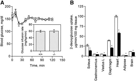 FIG. 6. Glucose disposal rate and tissue-specific glucose uptake during a euglycemic-hyperinsulinemic clamp. A: Five-month-old male wild-type (□) and MGSKO (○) mice were subjected to the clamp with blood glucose maintained at ∼150 mg/dl. Inset: Glucose infusion rate in wild-type and MGSKO mice during the clamp. B: After subjecting mice to the clamp for 2 h, tracer was administered for 25 min and uptake into several tissues was measured in wild-type (□) and MGSKO mice (▪). n = 8, *P < 0.05 compared with wild type.