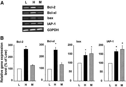 FIG. 2. A: Expression of Bcl-2, Bcl-xl, bax, and IAP-1 mRNA in VSMCs determined by RT-PCR. Bands corresponding to cDNA fragments amplified from cells treated with 5.5 mmol/l glucose (L), 22 mmol/l glucose (H), and 5.5 mmol/l glucose plus mannitol (M) are shown in this representative PCR gel. B: Expression of Bcl-2, Bcl-xl, bax, and IAP-1 mRNA in VSMCs determined by real-time quantitative PCR analysis. The relative gene expression levels are represented as the percent transcript abundance in cells grown in high glucose (H) or mannitol (M) versus the corresponding normal glucose (L) group. Data are expressed as means ± SE of three independent experiments. *P < 0.05 vs. low.
