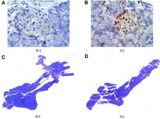 FIG. 1. Immunohistochemical localization of cyclin D1 protein in pancreata from 2-month-old animals. A representative image from a wild-type female (A) and a paired transgenic female (B). Nuclear cyclin D1 staining is observed in many of the islet cells of transgenic animal, but no staining is observed in the wild-type islet. Magnification = 500×. H+E-stained sections of 3-month-old pancreata. A representative low-power image from a wild-type female (C) and a paired transgenic female (D) from the 6128 line. There is no significant difference in the number or size of islets between the two animals. TG, transgenic; WT, wild-type. Magnification = 5×.