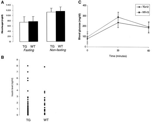 FIG. 5. A: Mean fasting and nonfasting blood glucose levels. The mean age of the animals was 22 and 18 months for the 6118 and 6128 lines, respectively. In total, there were 67 transgenic (TG) animals and 33 wild-type (WT) animals analyzed. There was no statistically significant difference between transgenic and wild-type animals. Nonfasting samples were taken at a consistent time point (between 8:00 and 11:00 a.m.). B: Fasting serum insulin levels. In the transgenic animals (6118 and 6128 combined), the mean fasting insulin level was 1.41 ± 1.79 ng/ml. In the wild-type animals (6118 and 6128 combined), the mean fasting insulin level was 1.21 ± 1.61 ng/ml (P = NS). In total, 69 transgenic animals and 31 wild-type animals were analyzed. C: Glucose tolerance tests. Blood glucose levels were measured at 0, 30, and 60 min after intraperitoneal injection of glucose. Mean blood glucose values ± SE are illustrated, and the number of male animals analyzed in each group is indicated. The age ranged between 14 and 17 months for the 6128 line and 17 and 26 months for the 6118 line. There was no significant difference in the blood glucose levels at the 30 min (P = 0.22) or the 60 min time point.