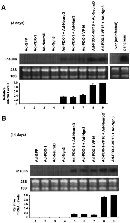 FIG. 6. Quantitative analysis of insulin gene expression induced by adenoviral expression of PDX-1/VP16 in the liver, together with NeuroD or Ngn3. Male C57BL/6 mice were injected with Ad–PDX-1, Ad-NeuroD, Ad-Ngn3, or Ad-GFP (1 × 1010 PFU/ml) into the cervical vein. We then examined insulin mRNA expression levels by Northern blot analysis 3 (A) and 14 (B) days after the injection. Data are means ± SE, with the insulin mRNA levels after treatment with Ad–PDX-1/VP16 plus Ad-Ngn3 being arbitrarily set at 1.0 (n = 3). Also shown is insulin mRNA expression in the liver and pancreas without the adenovirus treatment (right panel).