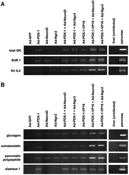 FIG. 9. Adenoviral expression of PDX-1, PDX-1/VP16, NeuroD, and Ngn3 in the liver induces various pancreas-related genes. Male C57BL/6 mice were injected with Ad–PDX-1, Ad–PDX-1/VP16, Ad-NeuroD, Ad-Ngn3, or Ad-GFP (1 × 1010 PFU/ml) into the cervical vein. Then, 14 days after the injection, we examined mRNA expression levels of the β-cell–related genes islet-type glucokinase (GK), sulfonylurea receptor 1 (SUR 1), and Kir6.2 (A) and the endocrine hormones glucagon, somatostatin, and pancreatic polypeptide (B). Also shown is insulin mRNA expression in the liver and pancreas without the adenovirus treatment (right panel). Similar results were obtained in three independent experiments.