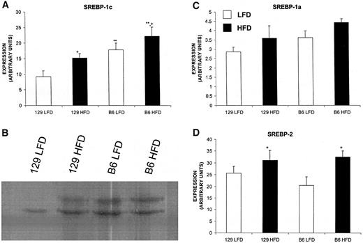 FIG. 5. The effects of genetic background and high-fat feeding on the SREBPs. Quantitative real-time PCR (n = 4–8) was performed using primers specific for the SREBP-1c (A), SREBP-1a (C), or SREBP-2 (D). *P ≤ 0.02 for strain effect; +P ≤ 0.02 for diet effect. Double symbols indicate P < 0.002. No significant differences were found between SREBP-1a levels. B: Nuclear SREBP-1 is also increased by high-fat feeding or B6 background. Hepatic nuclear extracts were prepared from the mice described in Table 1, and 30 μg was subjected to immunoblotting with an antibody that recognizes both SREBP-1 isoforms.