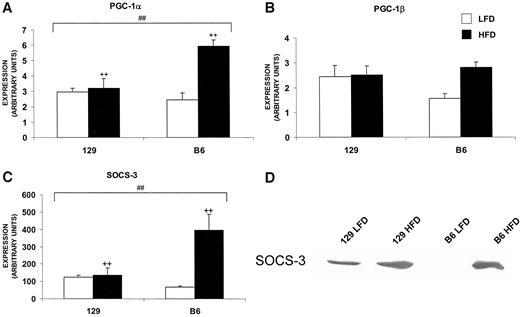 FIG. 7. A–C: PGC-1α and SOCS-3 are increased in B6 mice by HFD. Quantitative RT-PCR for PGC-1α (A), PGC-1β (B), and SOCS-3 (C) was performed (n = 4–8). +P ≤ 0.02 for diet effect; #P ≤ 0.02 for the interaction of strain and diet. Double symbols indicate P < 0.002. D: Liver homogenate (75 μg) from 16-week-old mice fed an HFD for 6 weeks was subjected to immunoblotting with antibodies against SOCS-3.