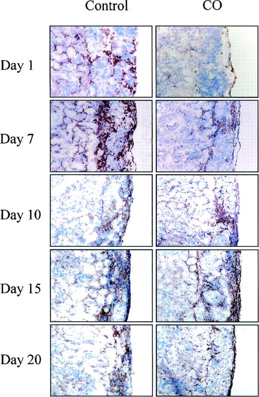 FIG. 5. CO administration only to the donor suppresses macrophage infiltration to the islet grafts in the recipients. Islet grafts from nontreated donors or donors administered CO were harvested at various days after islet transplantation and stained with the macrophage marker F4/80. Magnification is 200×. Samples shown are representative of three animals per group.