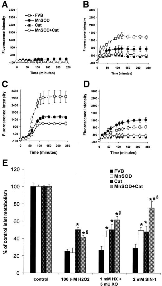 FIG. 3. ROS scavenging and islet cell viability in control and transgenic islets exposed to chemical ROS sources. Dispersed FVB control and transgenic islet cells were not treated (A), treated with 1 mmol/l hypoxanthine plus 2 mU xanthine oxidase (B), treated with 100 μmol/l SIN-1 (C), or treated with 20 μmol/l H2O2 (D). ROS production was measured by CM-H2DCFDA fluorescence, as described in research design and methods. Data are mean values calculated from three or four independent experiments. E: Isolated islets were subjected to the indicated concentrations of H2O2 for 12 h, hypoxanthine (HX) and xanthine oxidase (XO) for 4 h, and SIN-1 for 24 h. Islet cell viability was measured by Alamar Blue assay. Data are the means from six to eight independent assays. Vertical bars indicate SE. *P < 0.002 vs. FVB; #P < 0.01 vs. catalase (Cat); §P < 0.01 vs. MnSOD, by two-way ANOVA and Tukey’s post hoc test.