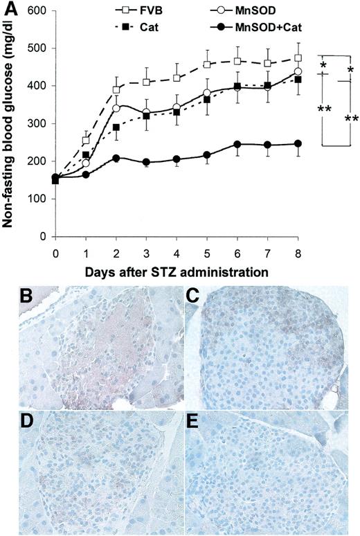 FIG. 4. Protection by MnSOD and catalase against STZ-induced diabetes and β-cell damage. A: Blood glucose levels in STZ-induced diabetic animals. Data are the means ± SE from 15 or 16 mice in each group. B–E: Representative micrographs of nitrotyrosine immunostaining in pancreatic islets of STZ-induced diabetic animals. Pancreata were obtained from FVB (B), MnSOD (C), catalase (D), and MnSOD plus catalase (E) mice that were injected with STZ 30 h earlier. Sections were stained with a polyclonal anti-rabbit nitrotyrosine antibody. Similar results were obtained from three or four animals in each group. Original magnification ×400. *P < 0.05 vs. FVB mice; **P < 0.01 vs. MnSOD plus catalase mice, by two-way ANOVA and Tukey’s post hoc test.