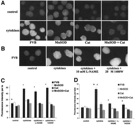 FIG. 5. Cytokine-induced ROS production measured by CM-H2DCFDA fluorescence is reduced by antioxidant transgenes. A: Representative images from FVB and transgenic islets after 5 h culture in the absence (control) or presence (50 units/ml IL-1β plus 500 units/ml IFN-γ) of cytokines. B: Images of FVB islets showing that iNOS inhibitors, l-NAME (10 mmol/l), or 1400W (200 μmol/l) only slightly reduce cytokine-induced ROS production after 5 h cytokine treatment. C: Quantitation of fluorescence intensity in cultured islets after 5 h cytokine exposure. A 5-h exposure to cytokines results in about a twofold elevation of ROS production in FVB islets, which was not prevented by iNOS inhibitors (*P < 0.001, FVB control vs. all other FVB groups). The FVB group was different from all antioxidant transgene groups under that treatment condition (#P < 0.01). D: Quantitation of fluorescence intensity in cultured islets after 24 h cytokine exposure. After 24 h, cytokine-induced ROS production becomes sensitive to iNOS inhibitors and remains sensitive to all antioxidant transgenes. FVB plus cytokines was different from all other FVB treatment groups (*P < 0.001). The FVB group was different from all antioxidant transgene groups under that treatment condition (#P < 0.01). Statistic analysis was performed by two-way ANOVA and Tukey’s post hoc test in a total of 40–110 islets from three or four separate islet isolations in each group. Original magnification ×100.