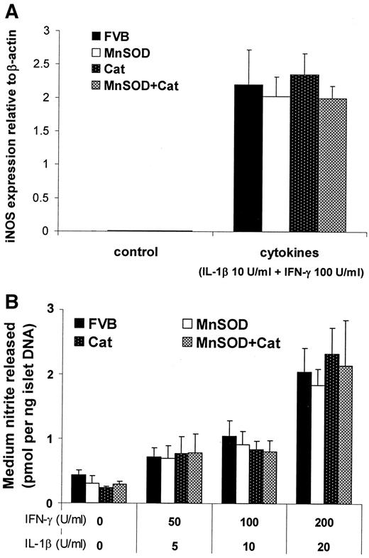 FIG. 7. Cytokine-induced iNOS expression and NO production in transgenic and control FVB islets. A: Real-time RT-PCR quantification of iNOS mRNA expression. Total RNA was isolated from cultured islets that were exposed to the indicated concentrations of cytokine mix for 6 h. The expression of iNOS was normalized against the expression of β-actin, and the results were calculated from a standard curve performed in each assay. Data are the means ± SE from three independent experiments in duplicate. (B) Cultured islets were treated with the indicated concentrations of cytokines for 24 h, and the amount of NO released in the culture medium was measured by Griess reagent. Data were calculated from four independent experiments. Neither single nor combined antioxidant transgenes were able to prevent cytokine-induced activation of iNOS or NO production (P > 0.05 by two-way ANOVA/Tukey’s post hoc test). Cat, catalase.