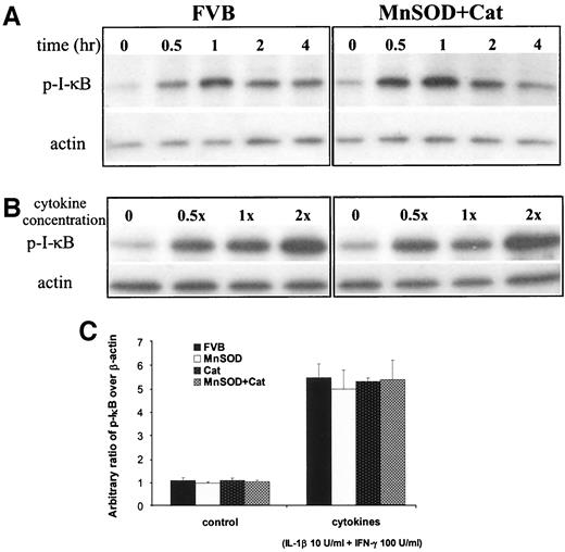 FIG. 8. Cytokine-mediated IκB serine phosphorylation. A: The time course of IκBα serine 32 phosphorylation in islets from FVB control mice and transgenic mice (MnSOD plus catalase [Cat]) after cytokine treatment. Isolated islets were treated with 1× cytokine mix (10 units/ml IL-1β plus 100 units/ml IFN-γ) for the indicated time periods. B: Dose dependency of IκBα serine phosphorylation following 1 h exposure to cytokines. Results in A and B are typical of three independent experiments. C: Quantitative densitometric analysis of phosphorylated IκBα in FVB control and transgenic islets after treatment with 1× cytokine mix for 1 h. Data are the means ± SE derived from three independent islet preparations in each group. No significant statistical differences were found between groups (P > 0.05 by two-way ANOVA/Tukey’s post hoc test).