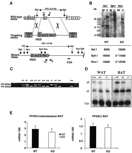 FIG. 1. Generation of PPARγ2 knockout mouse. A: Schematic representation of PPARγ2 knockout targeting construct and the predicted structure of the recombinant allele. The targeting construct contains 5.2 kb of homologous mouse PPARγ2 genomic DNA, with LacZ/NEO cassette of 5.335 kb. The LacZ/NEO cassette replaces ∼164 bp of the PPARγ locus including all 145 bp of exon B1. B: Southern blot analysis of genomic DNA. The 3′ probe (3′pb) is located outside the targeting construct sequence. Genomic DNA was digested with NsiI, SphI, and NcoI. C: Genotyping was performed by multiplex PCR in the same reaction. Specific primers used to detect the knockout (KO) allele were the sense Asc 306 (F2), located in the NEO cassette and PPAR antisense (R) located 42 bp downstream of exon B1 (380-bp PCR product). Primers used to detect the wild-type (WT) allele were the PPAR sense (F1) located 7 bp upstream of exon B1 and PPAR antisense (R) (220-bp PCR product). The binding site for primer F1 was deleted by homologous recombination. D: RPA analysis of PPARγ1 and PPARγ2 in wild-type, heterozygous, and PPARγ2 knockout mice using total RNA from WAT and BAT. Cyc, cyclophilin. E: TaqMan analysis of PPARγ1 in wild-type and PPARγ2 knockout mouse subcutaneous WAT and interscapular BAT.