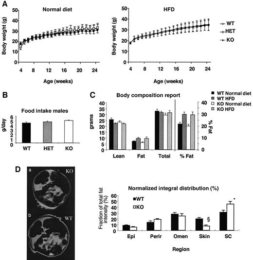 FIG. 2. Physiological characterization of PPARγ2 knockout mouse. A: Body weights of males (○, wild type; □, heterozygous; •, PPARγ2 knockout; n = 20) fed a normal diet (left) or an HFD (right). B: Food intake from 20-week normal diet–fed mice (n = 7). C: Body composition analysis from 32-week-old male wild-type and PPARγ2 knockout mice fed a normal diet and a 28-week HFD (n = 5). D: Fat-selective MRI from 32-week-old male PPARγ2 knockout (a) and wild-type (b) mice (n = 5). Regions of interest (epididymal WAT [Epi], perirenal WAT [Perir], omental WAT [oMen], skin, subcutaneous WAT [SC]) were delineated in each fat-selective image, and their total signal intensity was calculated by summing the data from each slice. The results are expressed as a percentage of each fat region from total fat. KO, knockout; WT, wild type. *P < 0.05; §P < 0.01.