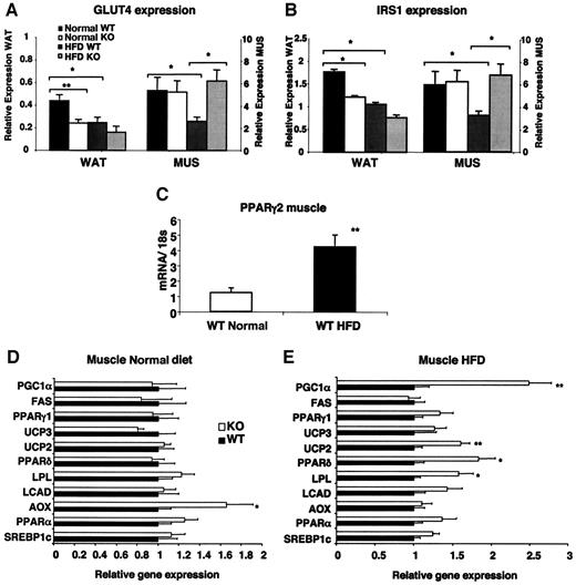 FIG. 7. Gene expression analysis of PPARγ2-deficient skeletal muscle. Glut4 (A) and IRS-1 (B) mRNA levels in WAT and muscle from 16-week-old male wild-type (WT) and PPARγ2 knockout (KO) mice fed a normal diet and an HFD (n = 5–8). C: PPARγ2 mRNA levels in muscle of 16-week-old wild-type mice fed a normal diet and an HFD (n = 5–7). Skeletal muscle mRNA levels from different genes from 16-week-old male wild-type and PPARγ2 knockout mice fed a normal diet (D) and an HFD (E) (n = 5–7). *P < 0.05; **P < 0.01.