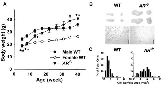 FIG. 1. The AR−/y mice developed excess adiposity. A: Growth curves of mice were determined at indicated time points between the ages of 5 and 40 weeks. Values are the means ± SE from 9–10 mice per group. *P < 0.05, **P < 0.01, AR−/y vs. male wild-type (WT) mice. B: Epididymal and perirenal fat pads isolated from 35-week-old mice (upper panels). Sections of WAT are shown at 40× magnification (lower panels) of 35-week-old mice (scale bar = 200 μm). C: Distribution of cell size of epididymal WAT from 35-week-old mice.