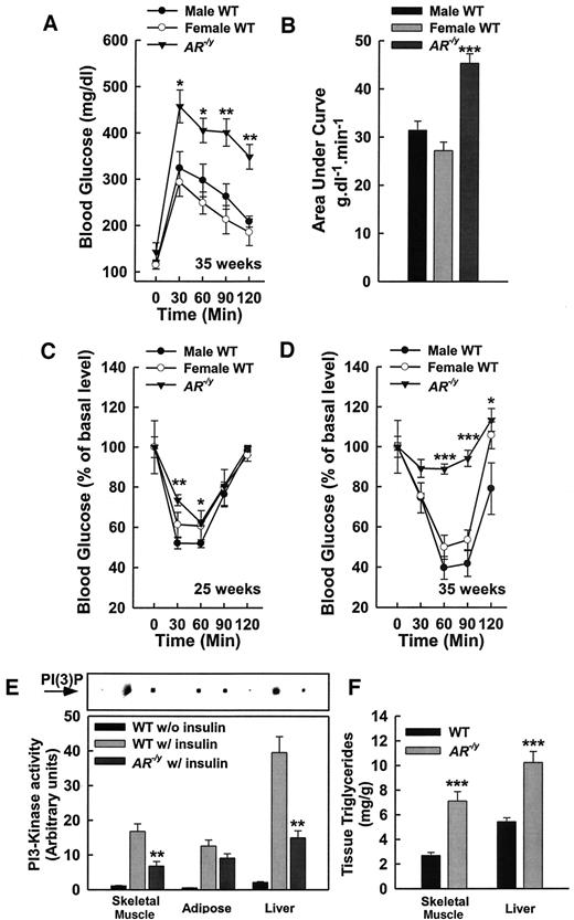 FIG. 2. AR−/y mice are insulin resistant and glucose intolerant. A: GTT (oral bolus 2 mg/g body wt) of 35-week-old mice after 14-h fast. B: area under the curve analysis of GTT. C: ITT (1 unit/kg body wt i.p.) of 25-week-old mice. D: ITT (1 unit/kg body wt i.p.) of 35-week-old mice. Values are the means ± SE from 5–6 mice per group. *P < 0.05, **P < 0.01, ***P < 0.001, AR−/y vs. male wild-type mice. E: In vivo PI3K activity was measured in phosphotyrosine immunoprecipitates prepared from skeletal muscles, adipose tissues, and livers from 14 h–fasted 35-week-old mice. Tissues were collected 3 min after intraperitoneal injection of insulin or isotonic saline. The results were quantified by phosphoimaging. Values are representative of three mice from each group. **P < 0.01, AR−/y with insulin vs. wild type with insulin. F: Skeletal muscles and livers were removed from 35-week-old ad libitum–fed mice. Values of each group were converted into milligrams of triglyceride per gram of tissue (wet weight) after comparison with a glycerol standard. Values are the means ± SE from five mice per group. ***P < 0.001, AR−/y vs. wild-type mice. PI(3)P, phosphatidylinositol-3-phosphate; w/, with; w/o, without; WT, wild type.