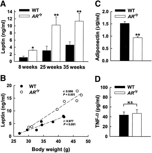 FIG. 3. Effects of AR deficiency on adipocyte-derived adipokine. A: Fed leptin concentrations in 8-, 25-, or 35-week-old mice. B: Relationship between fed leptin concentrations and body weight of 35-week-old mice. C: Adiponectin concentrations in 35-week-old mice. D: TNF-α concentrations in 35-week-old mice. Values are the means ± SE from five mice per group. In D, n = 8 for wild-type mice and n = 7 for AR−/y mice. Regression lines for both groups are shown. *P < 0.05, **P < 0.01, AR−/y vs. wild type. N.S., no significance; WT, wild type.