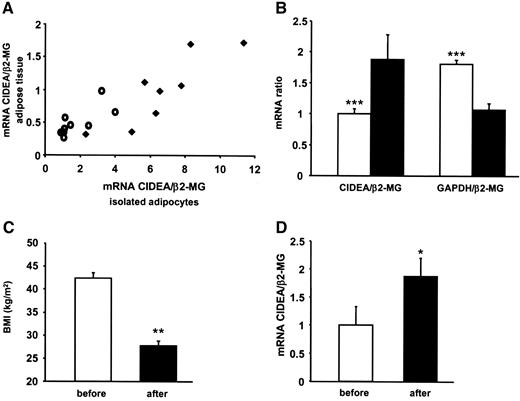 FIG. 1. CIDEA in human WAT. A: Ratios of CIDEA to β-2 microglobulin (β2-MG) mRNA levels in WAT and isolated adipocytes from nonobese (n = 8) (⧫) and obese (n = 9) (○) men and women. P < 0.001, Spearman’s correlation. B: Ratios of CIDEA and GAPDH to β2-MG mRNA levels in WAT from obese (n = 143) (□) and nonobese (n = 43) (▪) subjects. C and D: BMI (C) and ratios of CIDEA to β2-MG adipose mRNA levels (D) in 12 obese subjects before (□) and after (▪) weight reduction. *P < 0.05 and **P < 0.01, Wilcoxon’s signed-rank test; ***P < 0.001, Mann-Whitney U test.