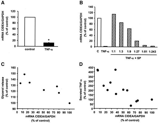 FIG. 3. Cross-talk between CIDEA and TNF-α in human preadipocytes. A: Ratios of CIDEA to GAPDH mRNA levels in differentiated preadipocytes after 48 h of incubation without (□) or with (▪) TNF-α (n = 8). B: Ratios of CIDEA to GAPDH mRNA in differentiated preadipocytes after 48 h of incubation without (□) or with (▪) TNF-α alone or with TNF-α and the indicated dilutions of the specific JNK inhibitor SP600125 (SP) (▒). The concentration 1:1 corresponds to 20 μmol/l. The figure shows one of three representative experiments. C: Ratios of CIDEA to GAPDH mRNA levels and glycerol release in preadipocytes after 24 h of RNA interference (n = 6). P < 0.05, Spearman’s correlation. D: Ratios of CIDEA to GAPDH mRNA levels and TNF-α protein secretion after 24 h of incubation with different amounts of CIDEA siRNA (n = 8). P < 0.01, Spearman’s correlation. *P < 0.05, Wilcoxon’s signed-rank test.
