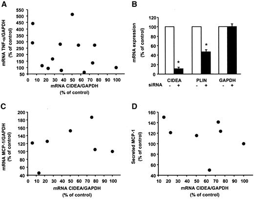 FIG. 4. Effects of CIDEA depletion on TNF-α mRNA levels and different TNF-α targets. A: Ratios of CIDEA and TNF-α to GAPDH mRNA levels in preadipocytes after 24 h of incubation with different amounts of CIDEA siRNA (n = 8). P = 0.29, Spearman’s correlation. B: CIDEA, perilipin (PLIN), and GAPDH mRNA levels in preadipocytes after 24 h of RNA interference (n = 4). *P < 0.05, Wilcoxon’s signed-rank test. C and D: Ratios of CIDEA and MCP-1 to GAPDH mRNA levels (C) and MCP-1 protein secretion into cell media (D) after 24 h of RNA interference (n = 6). P = 0.53 and P = 0.38 for C and D, respectively; Spearman’s correlation.