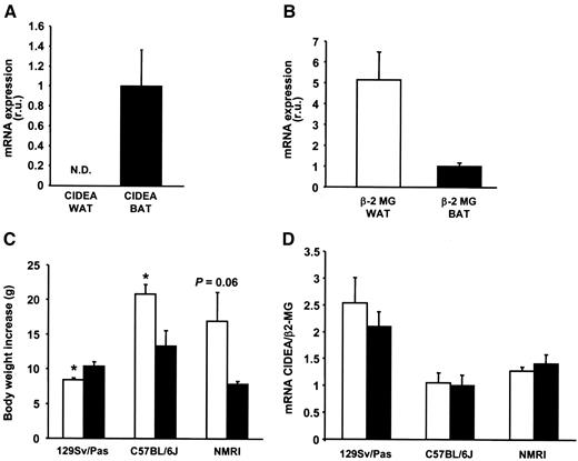 FIG. 5. CIDEA mRNA levels in WAT and BAT of mice. A and B: CIDEA (A) and β-2 microglobulin (β2-MG) (B) mRNA levels in WAT and BAT from C57BL/6J mice on normal diet (n = 3). C and D: Body weight increase (C) and ratios of CIDEA to β2-MG mRNA levels (D) in BAT from mice of three different strains fed cafeteria diet (□) or normal diet (▪). *P < 0.05, Mann-Whitney U test. N.D., not detectable; r.u., relative units.