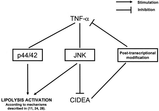 FIG. 6. Cross-talk between CIDEA and TNF-α in human adipose tissue. TNF-α stimulates basal adipocyte lipolysis via the MAPKs p44/42 and JNK and inhibits CIDEA expression via JNK. CIDEA inhibits TNF-α secretion via posttranscriptional mechanisms.