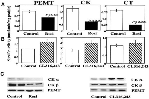 FIG. 2. A: Chronic rosiglitazone (Rosi) treatment (14 weeks) further suppresses already reduced hepatic PEMT and choline kinase (CK) activities and markedly reduces cholinephosphate cytidylyltransferase (CT) activity in F1 liver homogenates. Data are means ± SE with three to four males per treatment. B: This effect is TZD specific in that the β3-adrenergic receptor agonist, CL316,243 (0.001% [wt/wt] in the diet), a potent suppressor of both hyperglycemia and hyperlipemia in F1 males, produced no inhibitory effect on any of the three phosphatidylcholine biosynthetic enzymes. C: Western blot analysis of choline kinase-α, choline kinase-β, and PEMT from F1 livers treated with rosiglitazone or CL316,243. Results shown are from two individual mice from each group.