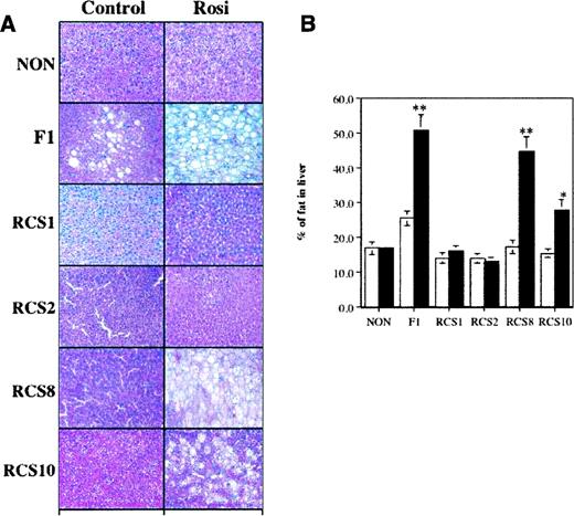 FIG. 3. A: Comparative differences in hepatic histology (periodic acid Schiff stain) of NON, F1, RCS1, RCS2, RCS8, and RCS10 males at the end of chronic rosiglitazone (Rosi) treatment (22 weeks of age). Liver specimens of males receiving control diet (left panel) showed no to mild lipid accumulation. Liver from rosiglitazone-treated RCS males (right panel) developed strain-specific macrovesicular lipidosis. B: Morphometric analysis shows that although both RCS10 and RCS8 exhibited steatotic responses, only RCS8 shows a response as extreme as the F1. □, un-treated control group; ▪, rosiglitazone-treated group. Data are means ± SE for four individuals. **P < 0.001, *P < 0.005 indicates rosiglitazone group is significantly different from control group.
