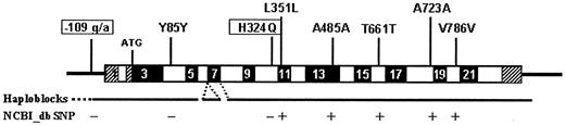 FIG. 1. Locations of SNPs in LARS2 cDNA. Exon structure is given in black and white (noncoding [parts of] exons are shaded). Those SNPs present in the National Center for Biotechnology Information (NCBI) dbSNP database are indicated below the map. The haploblock structure is depicted below the exon structure based on HAPMAP data. Boxed SNPs are examined for association with type 2 diabetes. Corresponding dbSNP numbers are (if available) NA, NA, NA, rs7610357, rs2128361, rs11549809, rs2170549, and rs267220.