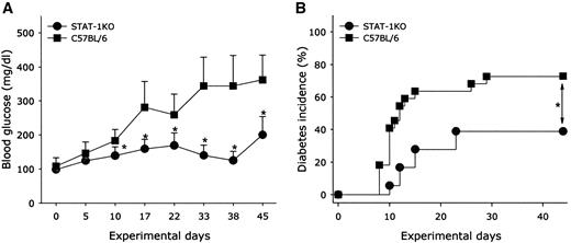 FIG. 5. Hyperglycemia and cumulative diabetes incidence in wild-type (n = 22, ▪) and STAT-1−/− mice (n = 18, •) after MLDS treatment. A: Blood glucose levels during the MLDS protocol for wild-type and STAT-1−/− mice. B: Diabetes incidence during the MLDS protocol in wild-type and STAT-1−/− mice. MLDS-diabetes was induced in male mice as described in research design and methods. *P ≤ 0.05 vs. streptozotocin-treated wild-type mice.