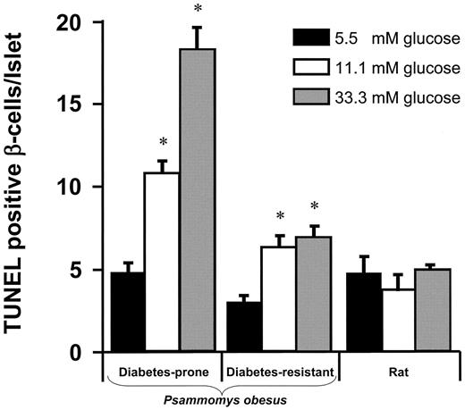 FIG. 1. Glucose-induced β-cell apoptosis in cultured islets of diabetes-prone and -resistant Psammomys obesus and in normal rat islets. Islets were cultured for 9–10 days in 5.5, 11.1, and 33.3 mmol/l glucose. *P < 0.001 relative to islets at 5.5 mmol/l glucose. Adapted from Donath et al. (10).