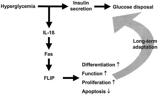 FIG. 2. Hypothetical model illustrating the consequence of hyperglycemia on β-cell production of IL-1β in parallel with insulin secretion. The paracrine effect of IL-1β induces Fas engagement, which in the presence of FLIP leads to β-cell proliferation, differentiation, and increased function.
