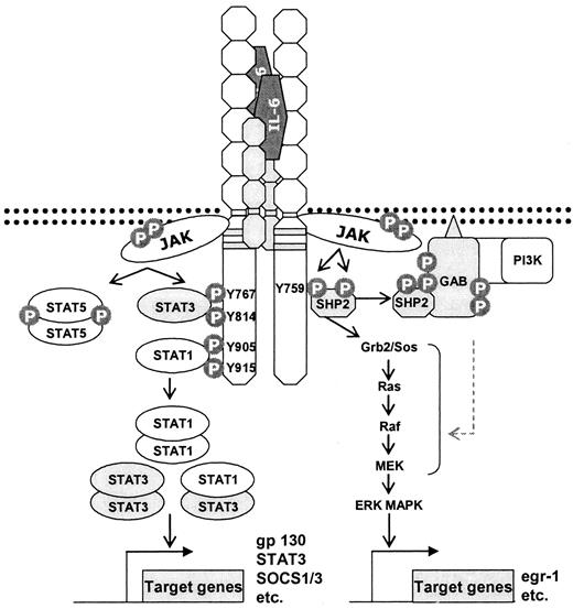 FIG. 1. The intracellular IL-6 signal transduction pathways. Modified from Kamimura et al. (7). The formation of the hexameric IL-6/IL-6Rα/gp130 complex initiates signal transduction by activating JAK kinases. Phosphorylated tyrosine residues (P) in gp130 are recognized by SHP-2 and STAT molecules, leading to generation of the two major gp130 signaling pathways: the Y759-derived SHP-2/ERK mitogen-activated protein kinase (MAPK) cascade (right) and the YXXQ-mediated STAT pathway (left). GAB, Grb-associated binder; PI3K, phosphatidylinositol 3-kinase.