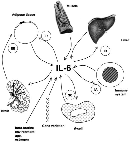 FIG. 2. Model of IL-6 actions of potential relevance for the pathogenesis of type 1 and type 2 diabetes. IL-6 is produced by many inflammatory cells, adipose tissue, working muscle, and even the β-cell. Expression is determined by genetic variation, intrauterine environment, age, and sex steroids. IL-6 induces insulin resistance in adipose tissue and liver and may synergize with proinflammatory cytokines to produce β-cell damage. IL-6 also regulates energy expenditure probably by the effect on brown adipose tissue via effects on the CNS. EE, energy expenditure; IA, immune activation; IR, insulin resistance; SC, synergy with proinflammatory cytokines.