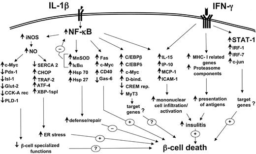 FIG. 1. The transcription factor and gene networks putatively involved in the cytokine-promoted β-cell “decision” to undergo apoptosis. The transcription factors NF-κB and STAT-1 are the main regulators of the pathways triggered by IL-1β and IFN-γ, respectively. The figure is based on Refs. 14–18. MHC-1, major histocompatibility complex 1.