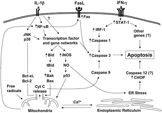 FIG. 2. Proposed model for the different pathways contributing to the execution of cytokine-induced β-cell apoptosis. Arrows indicate genes for which expression was modified by cytokines in a time course microarray analysis (15). β-Cell apoptosis is probably mediated by three main pathways—namely JNK, ER stress, and liberation of pro-apoptotic proteins from the mitochondria.
