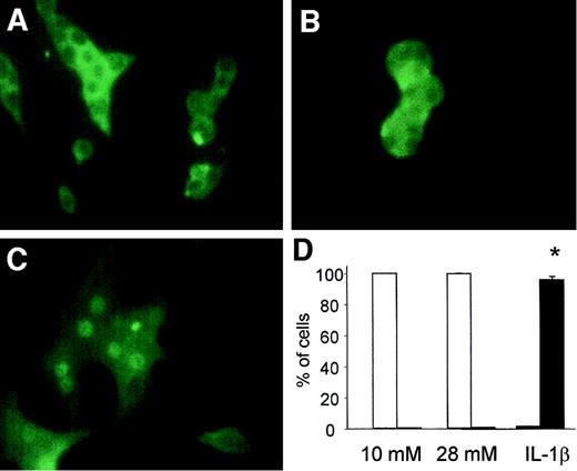 FIG. 3. High glucose (28 mmol/l) does not induce NF-κB activation and DNA binding in β-cells, as assessed by immunofluorescence using an antibody directed against the p65 NF-κB subunit. FACS-purified rat β-cells were exposed to 10 mmol/l (control, A) or 28 mmol/l glucose (B) for 12–24 h. The data at 12 h are shown here; similar observations were made at 24 h (not shown). As a positive control, cells were exposed to IL-1β (30 units/ml, in medium containing 10 mmol/l glucose [C]) during the last 30 min of culture. NF-κB is located in the cytosol at 10 mmol/l (A) or 28 mmol/l (B) glucose, whereas it translocates to the nucleus after exposure to IL-1β, indicating activation (C). Subcellular NF-κB localization was counted in 200–400 cells using the same experimental conditions as above (D). □, Cytoplasmic NF-κB localization; ▪, nuclear localization. The results are means ± SE of three independent experiments. *P < 0.001 vs. percent nuclear staining in the control by two-sided paired t test (D). Original magnification ×200.